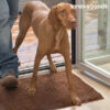 InnovaGoods Tæppe til Hunde 85 x 65 cm - Image 9