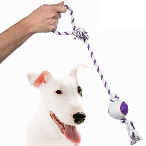 Pet Prior Bold i et Reb til Hunde