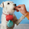 Holder til Hundeposer (med 15 Poser) - Image 4
